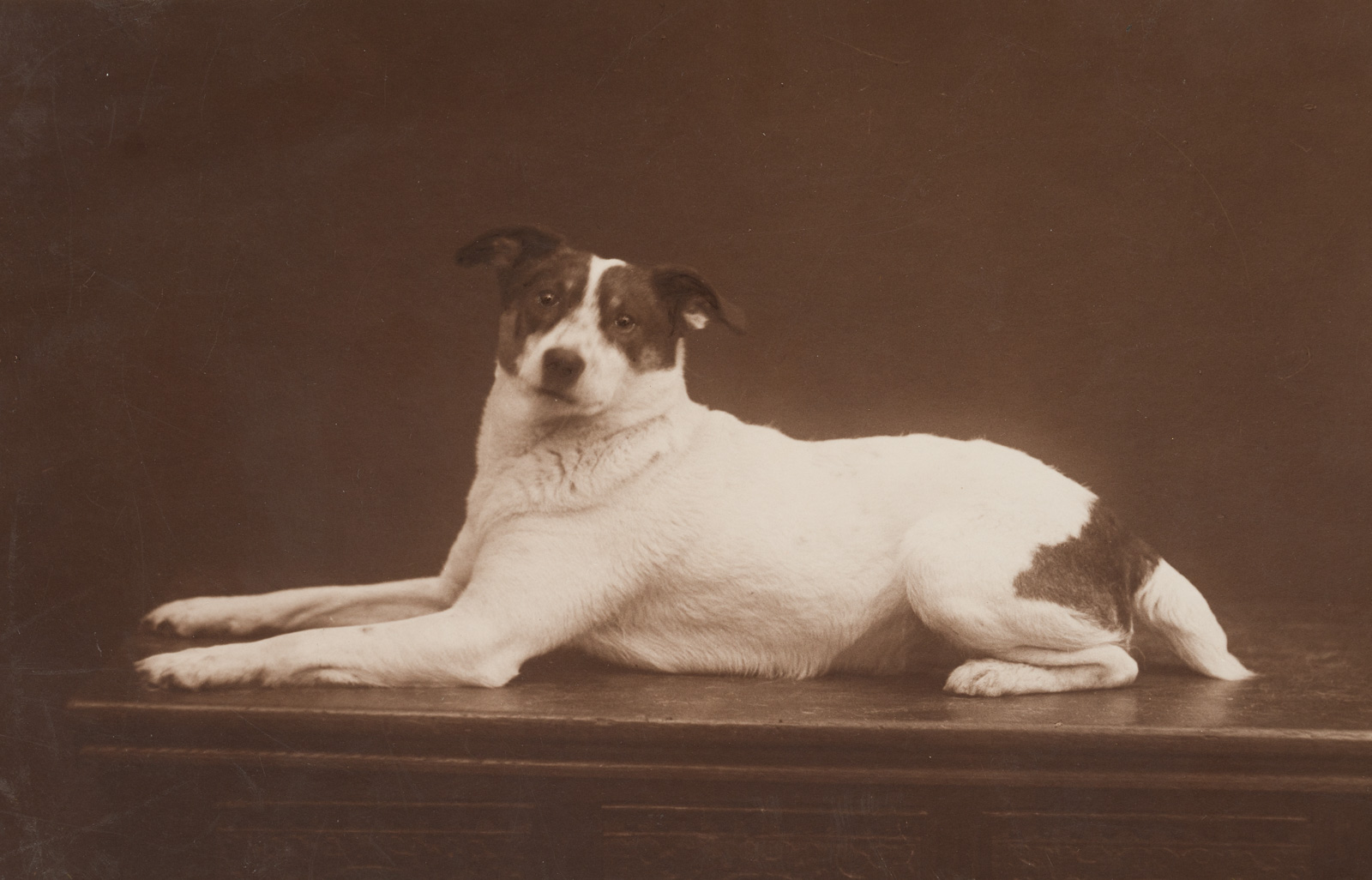 Portrait eines liegenden Hundes