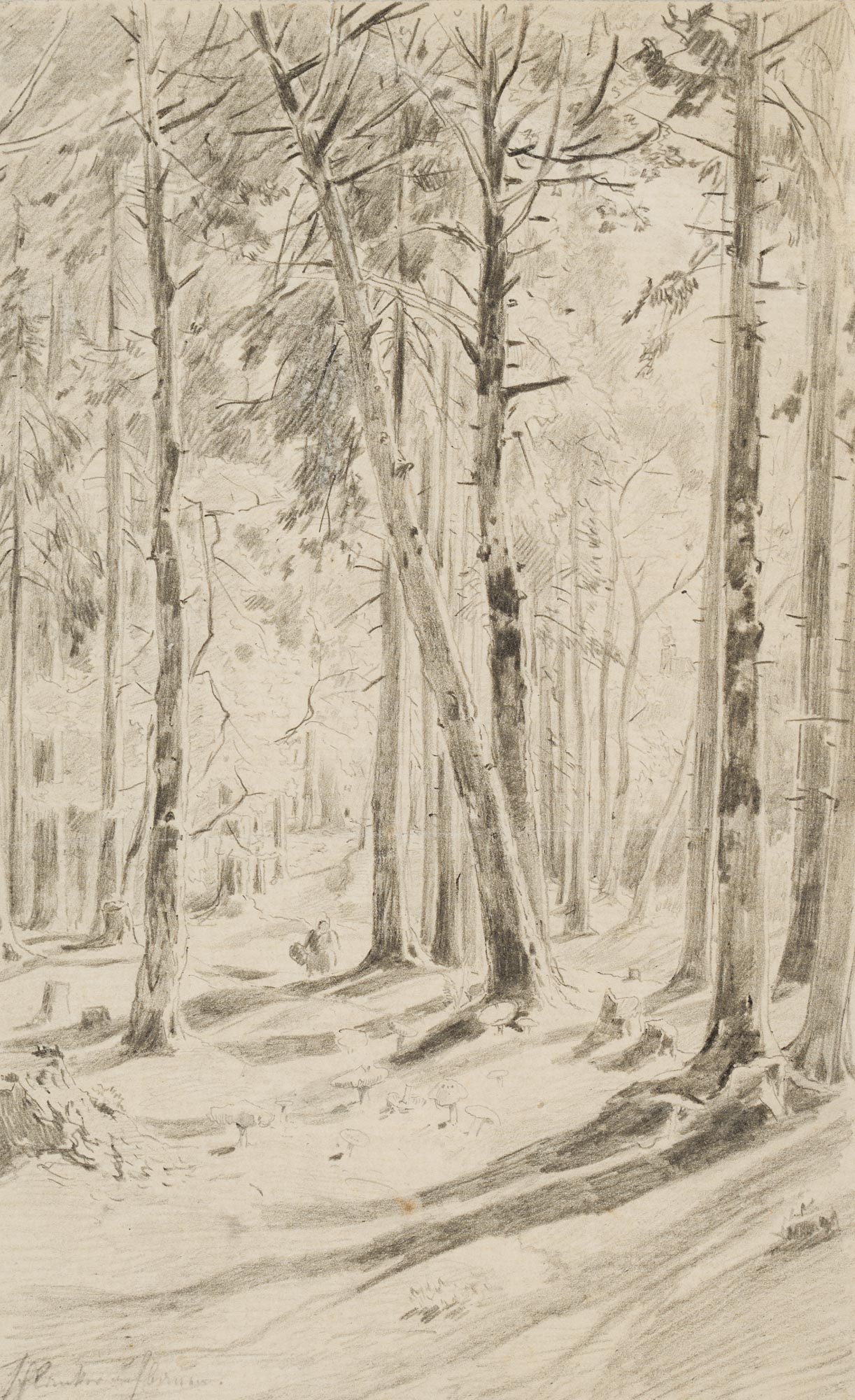 Waldstück mit Pilzesammlerin