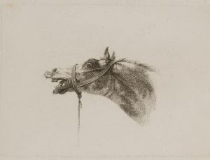 Wieherndes Pferd
