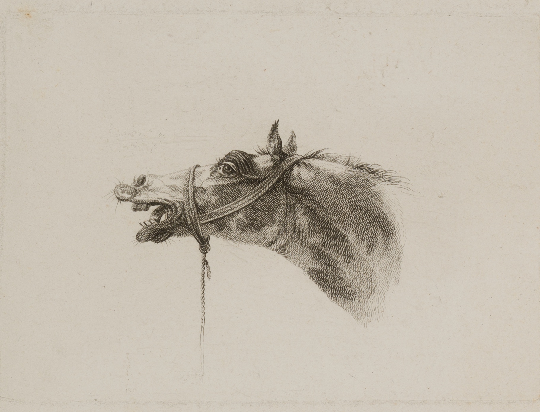 Wieherndes Pferd