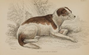 The Boar Hound of Germany