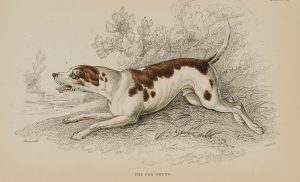 The Fox Hound