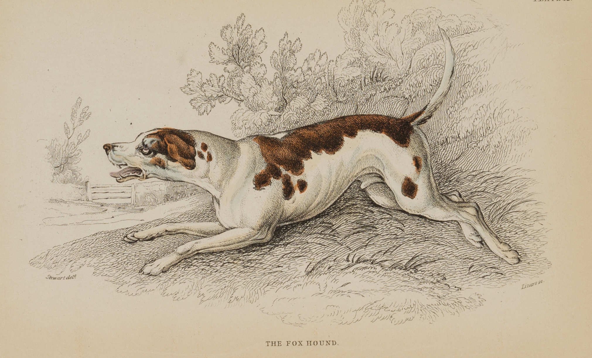 The Fox Hound