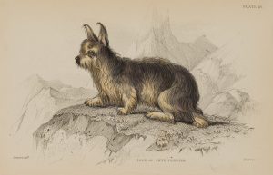 Ilse of Skye Terrier