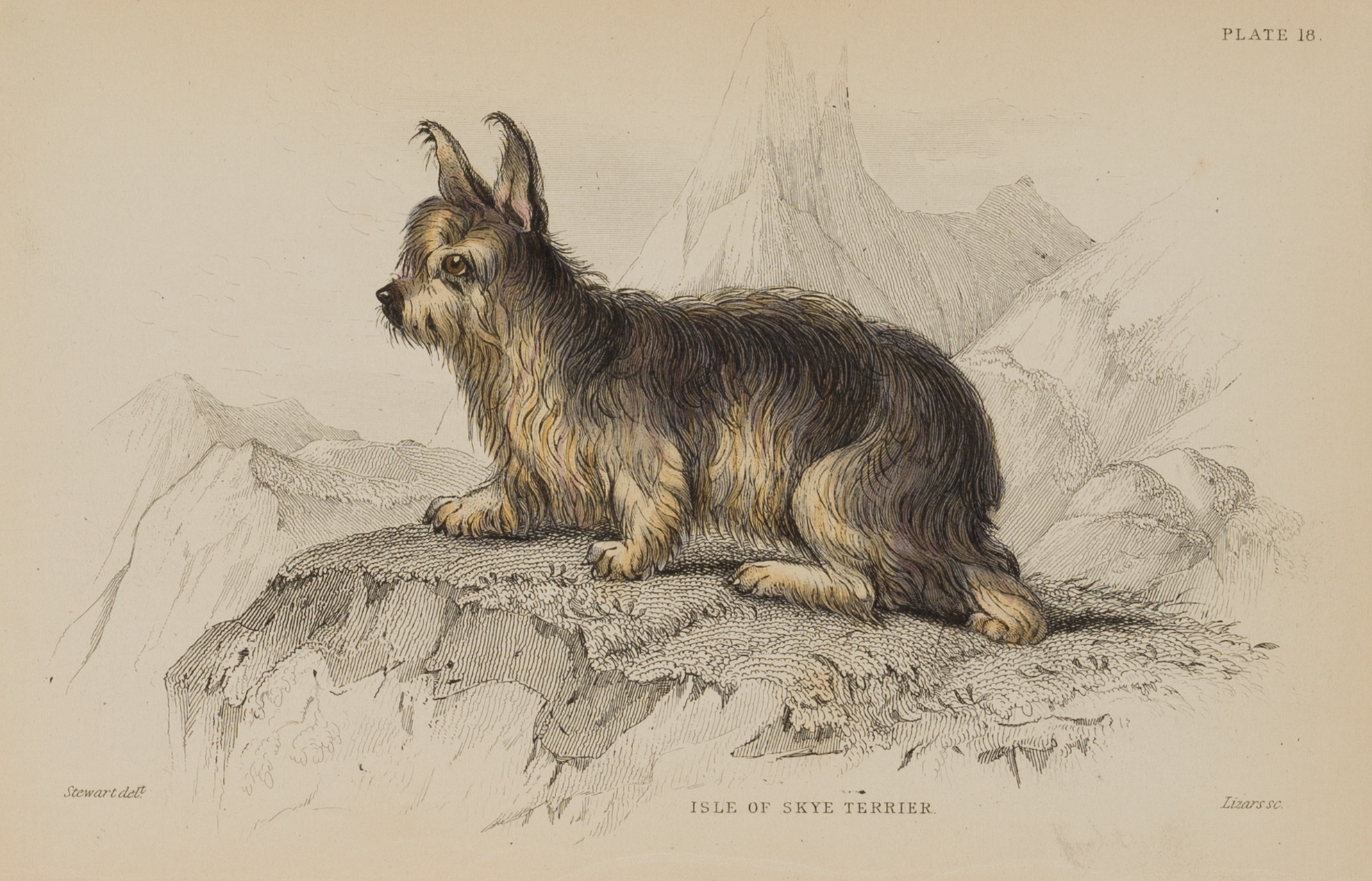 Ilse of Skye Terrier