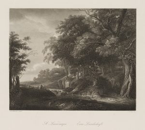 Waldlandschaft