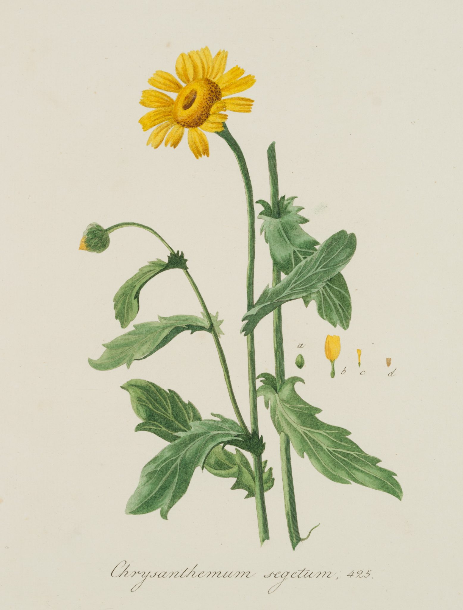 Chrysanthemum segetum, Bot. Darst.