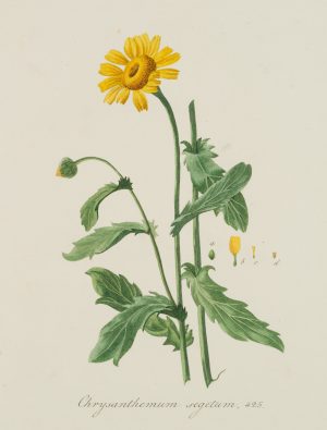 Chrysanthemum segetum, Bot. Darst.