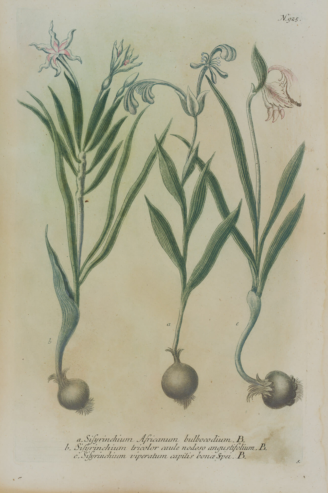 Sisyrinchium Africanum, Grasschwertel