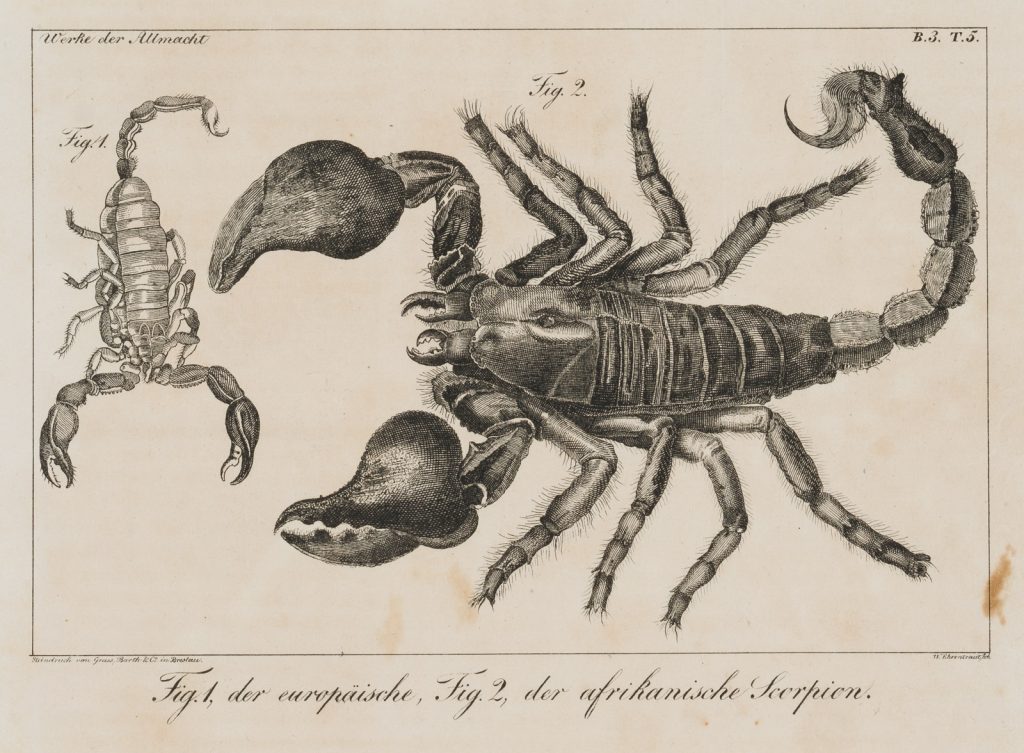 Werk von W. Ehrentraut