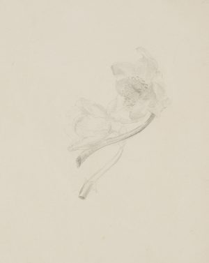 Anemonen
