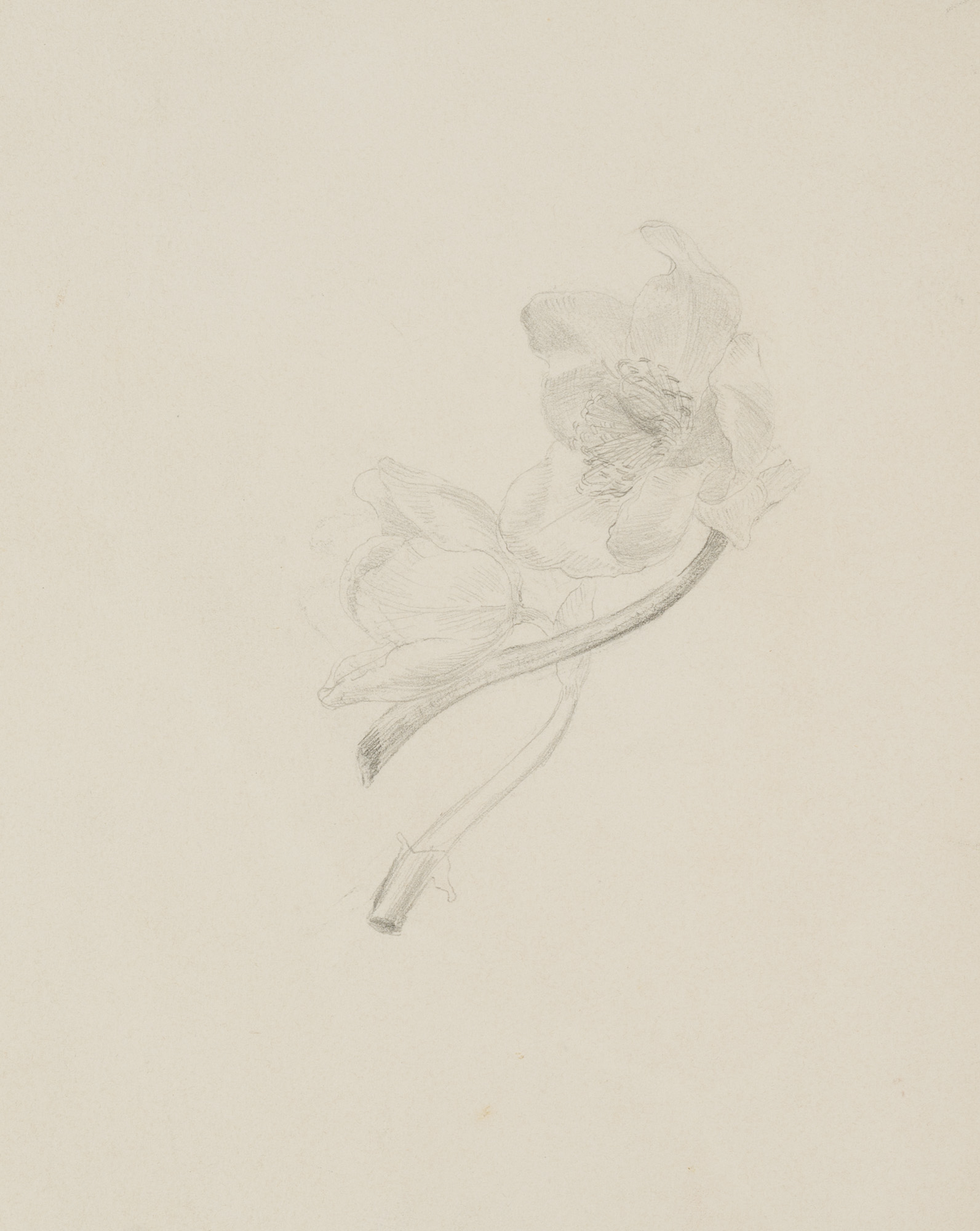 Anemonen