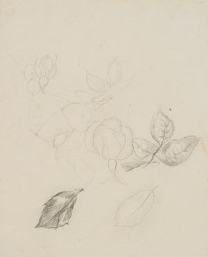 Rosenblätter