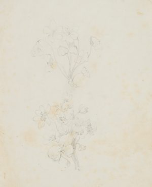 Anemonen