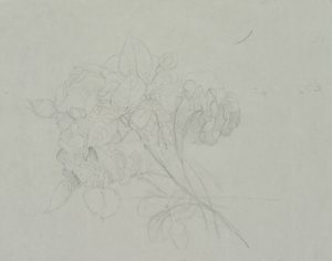 Rosen