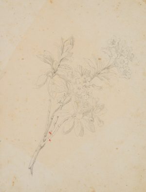 Blühender Oleander