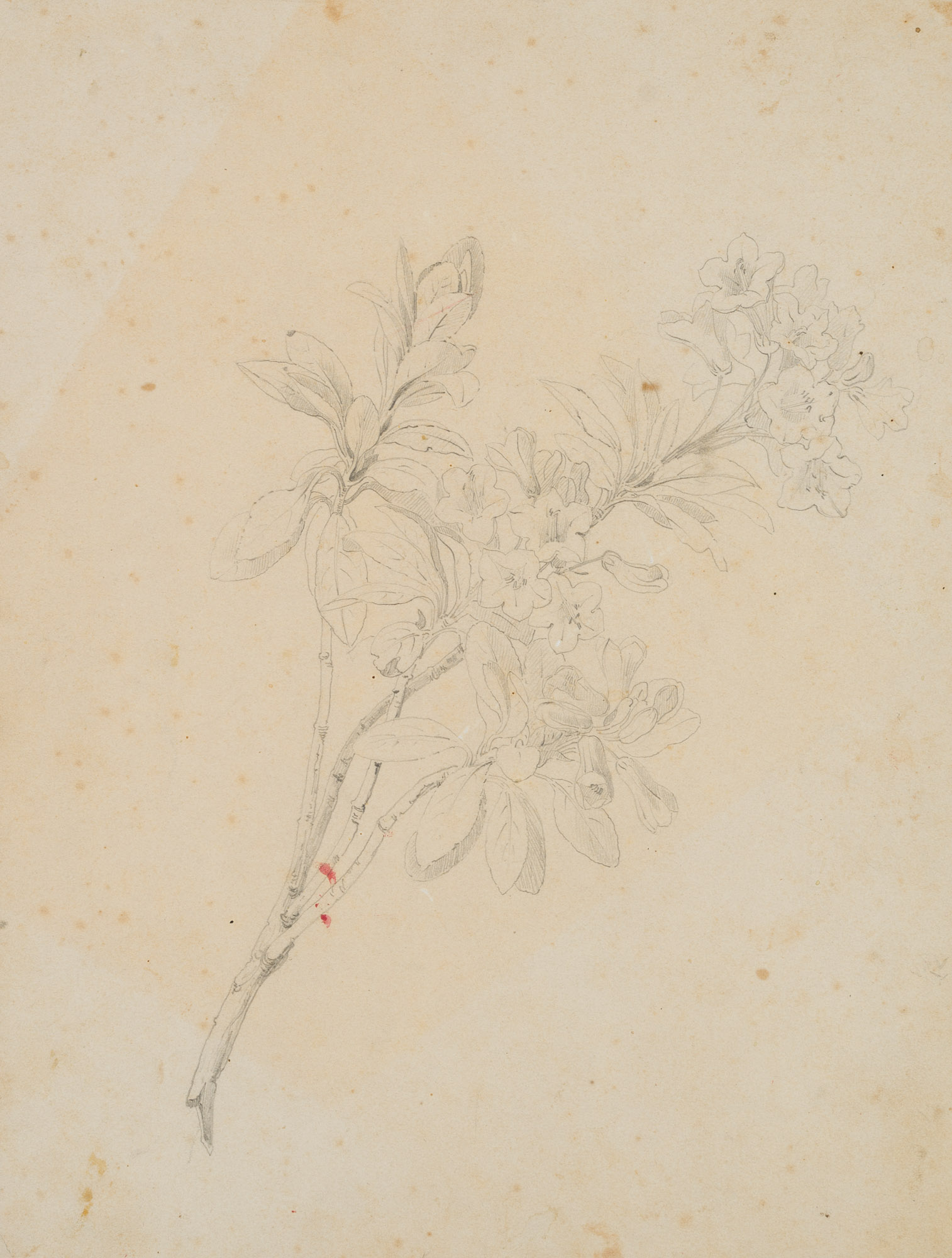 Blühender Oleander