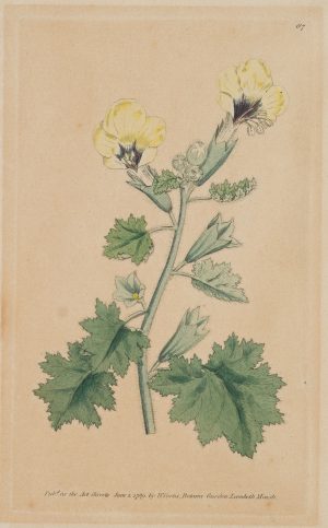 Botanical Magazine, Stockrose