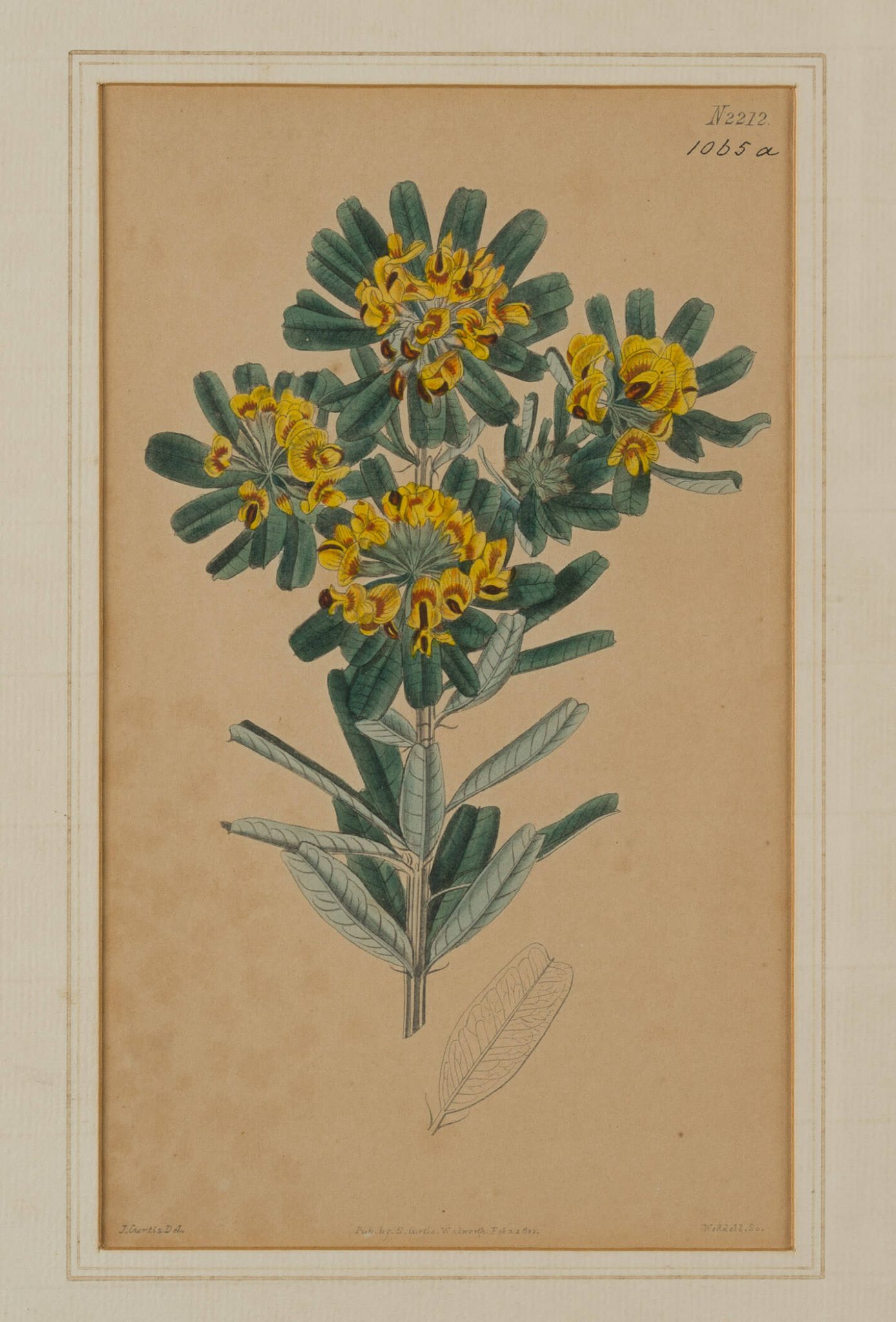 Bot. Darst. Gastrolobium bilobum