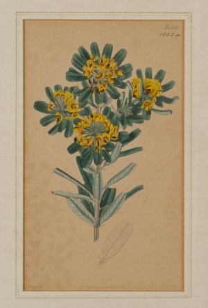 Bot. Darst. Gastrolobium bilobum