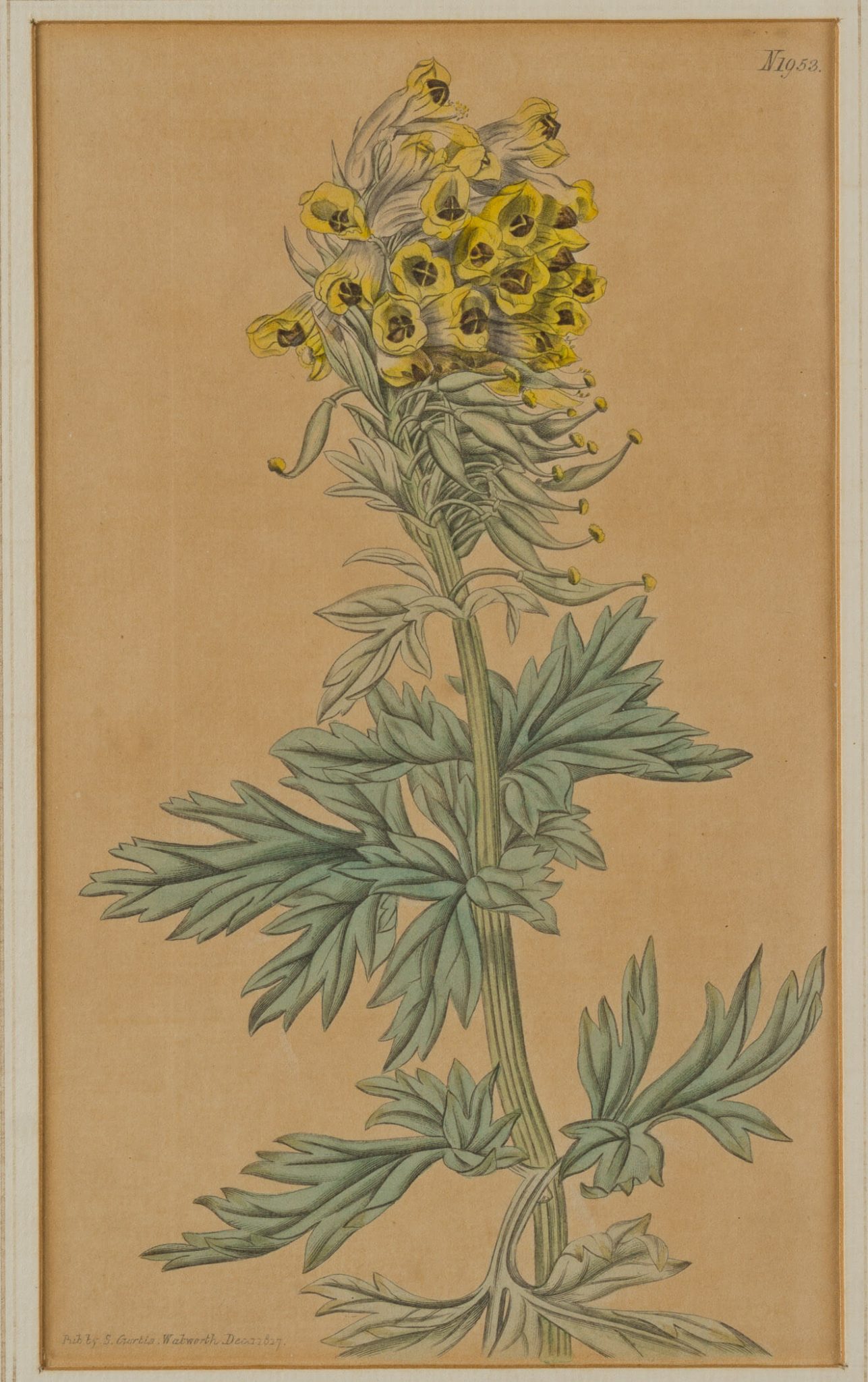 Fumaria Nobilis. Erdrauch