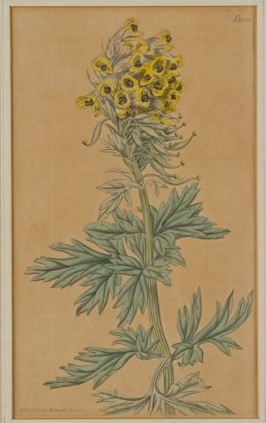 Fumaria Nobilis. Erdrauch