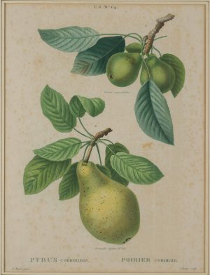 Botanische Darstellung der Birne