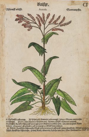 Botanische Darst. der Sauerampfer