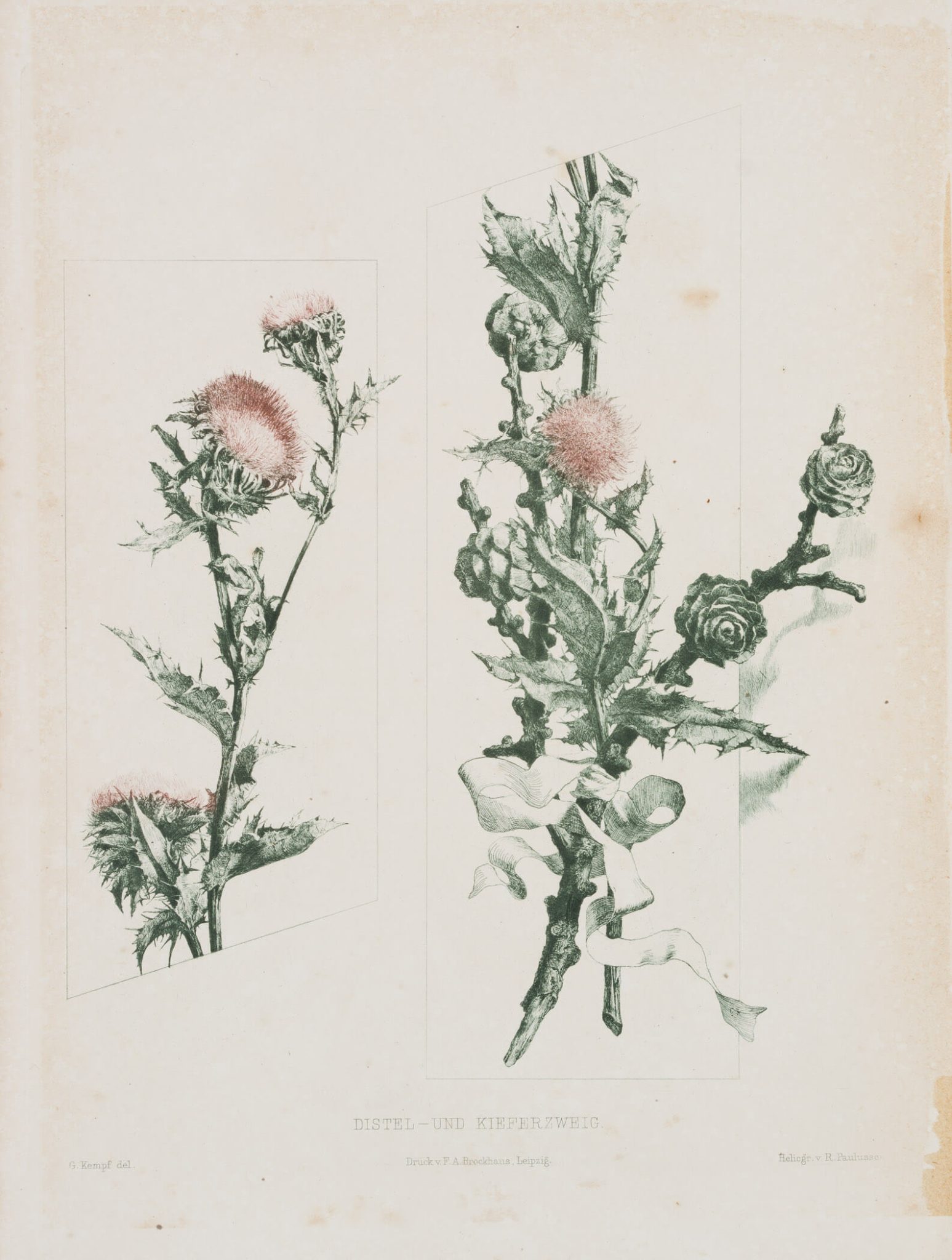 Botan Darst Distel/Kieferzweig