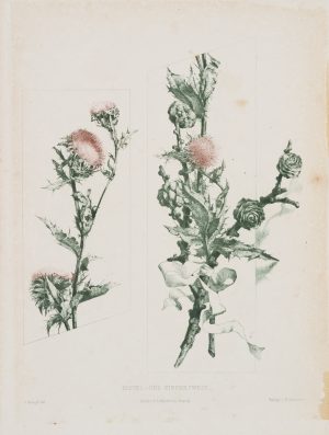 Botan Darst Distel/Kieferzweig