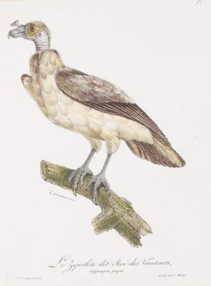Darst. eines Königsgeier