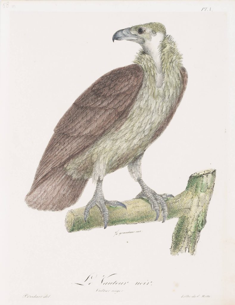 Werk von Charles Etienne Pierre Motte