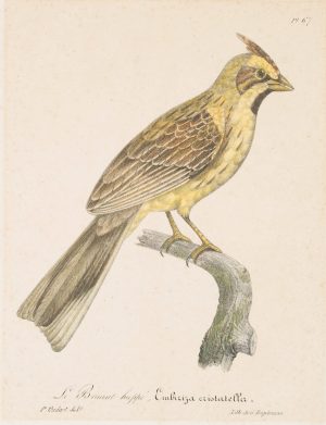 Le Bruant huppé, Zoolog. Darst.