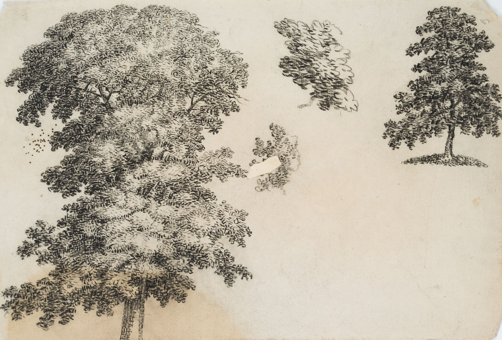 Baum- und Laubwerkstudien