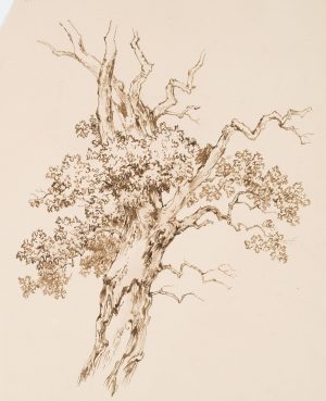 Baumstudie