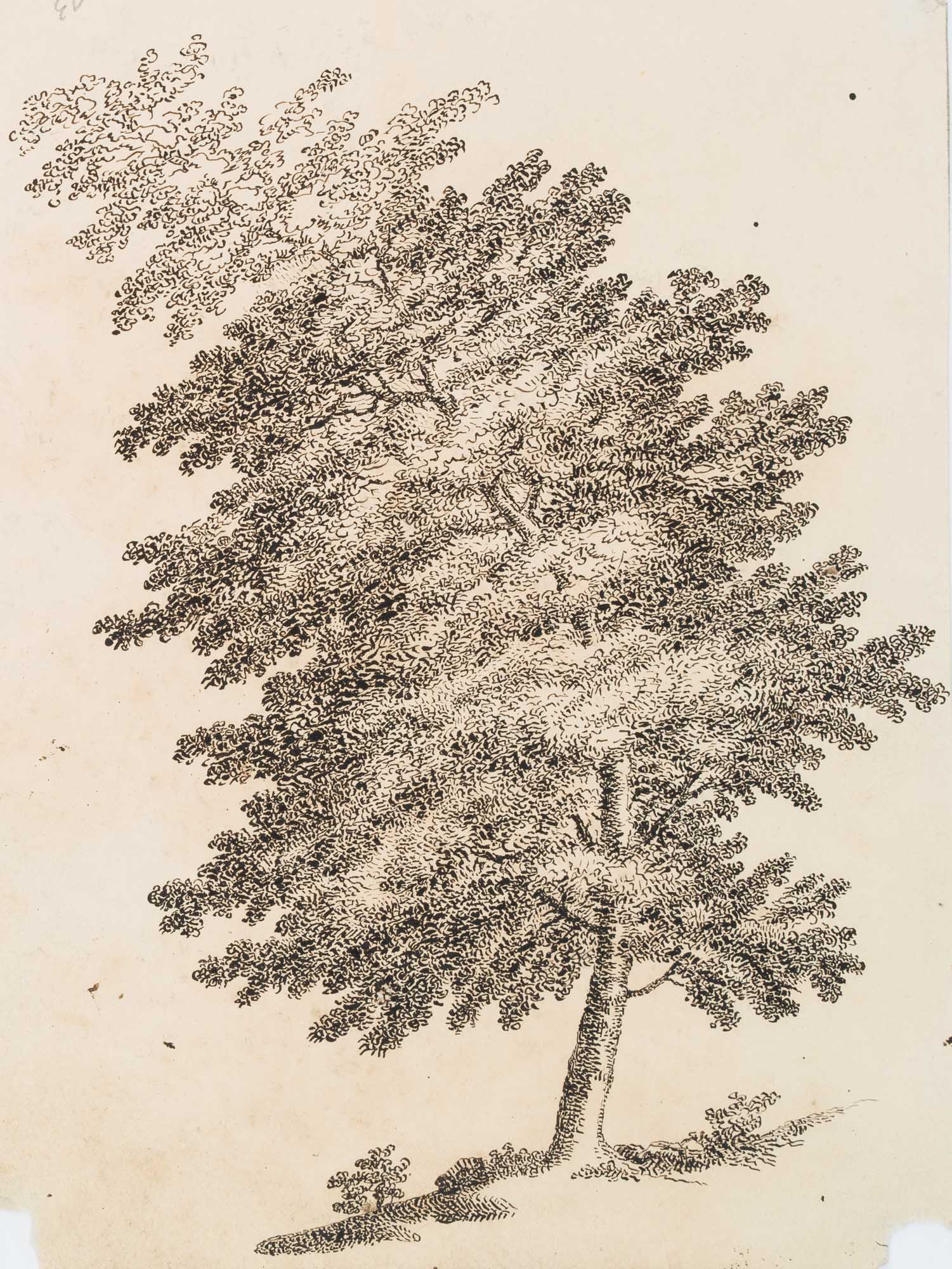 Gebogener Laubbaum