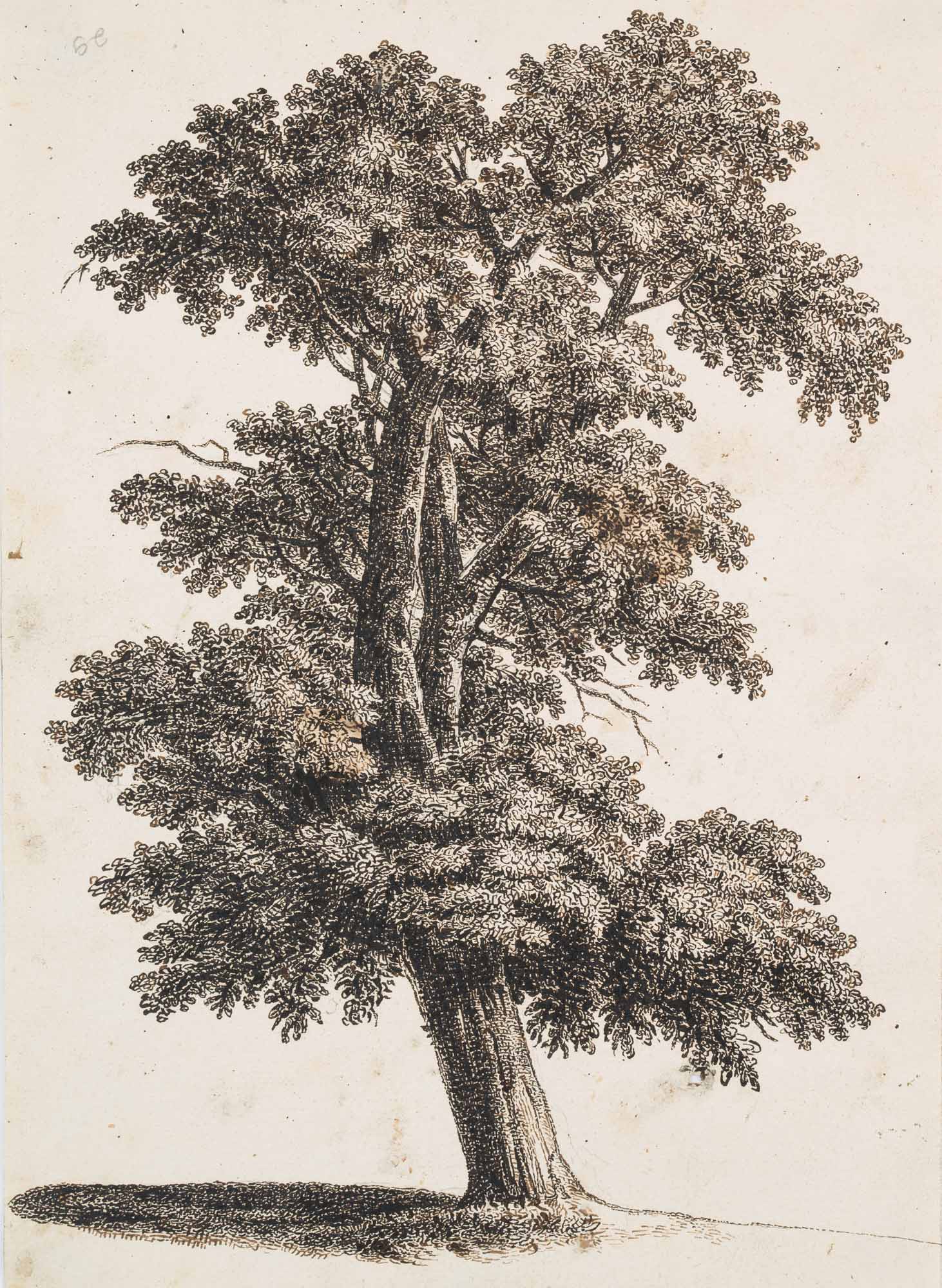 Gebogener Laubbaum