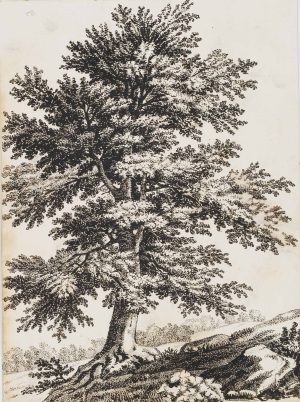 Landschaft mit mächtigem Baum