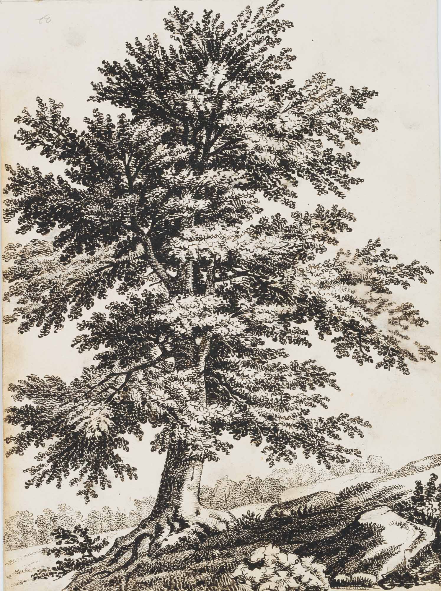Landschaft mit mächtigem Baum
