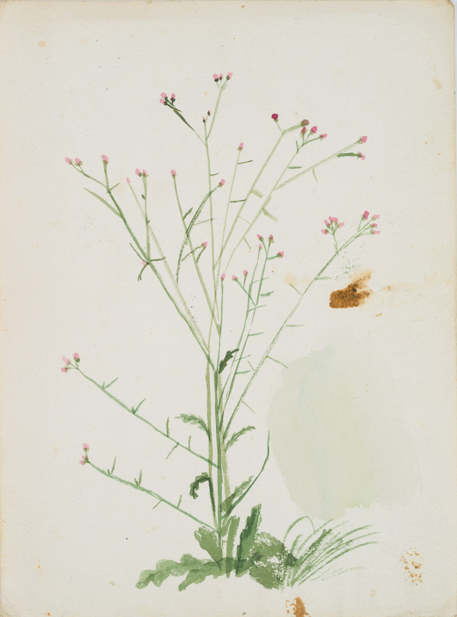 Naturstudie eines Strauchgewächs