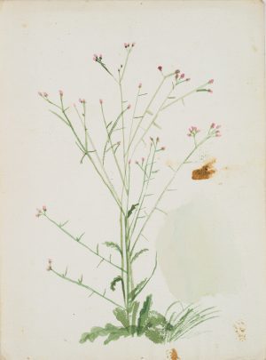 Naturstudie eines Strauchgewächs