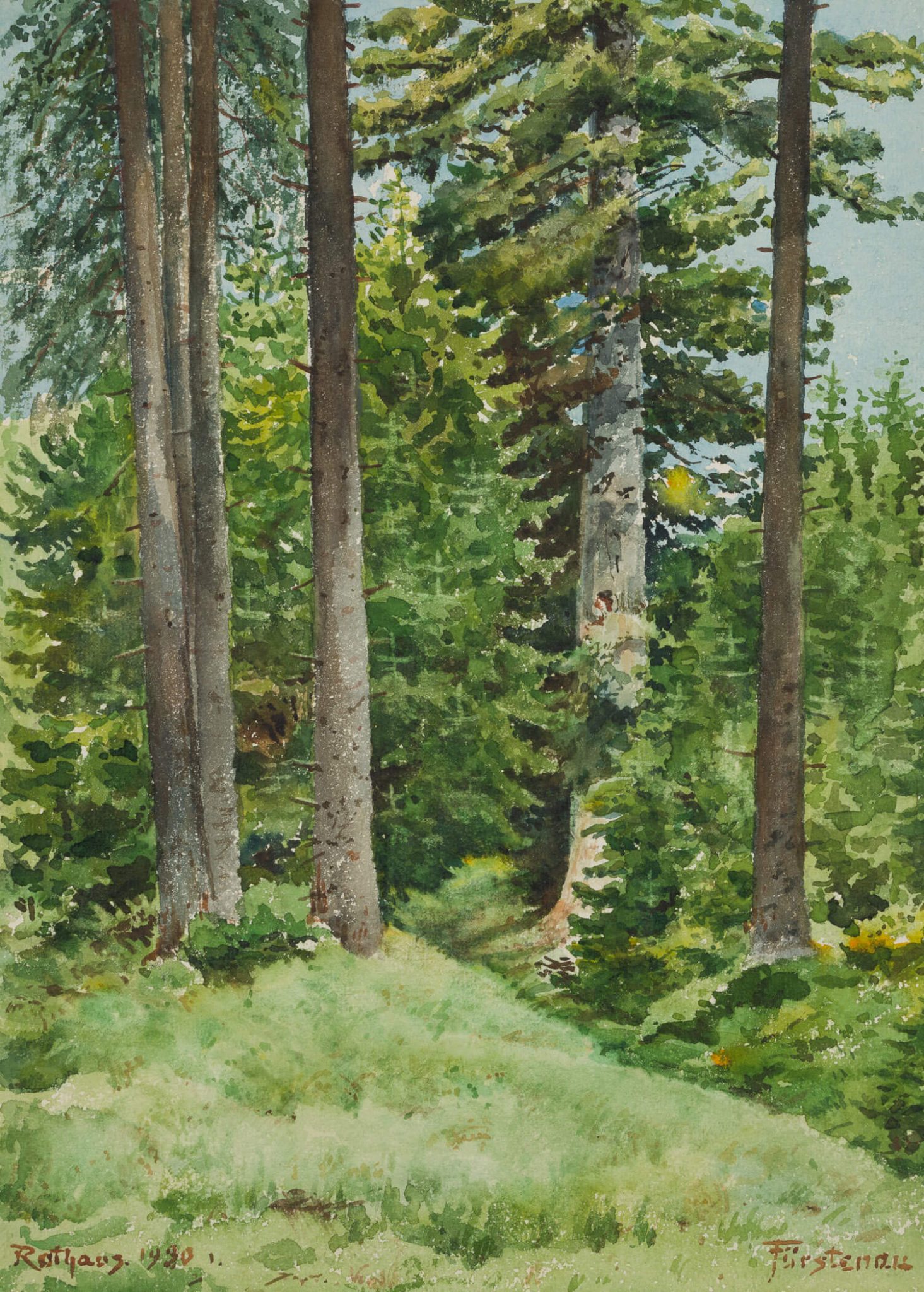 Waldstück bei Rothaus