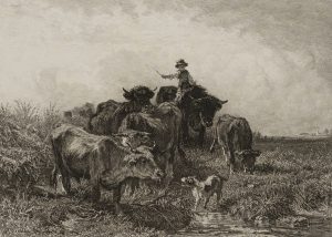 Ochsenreiter mit Rinderherde