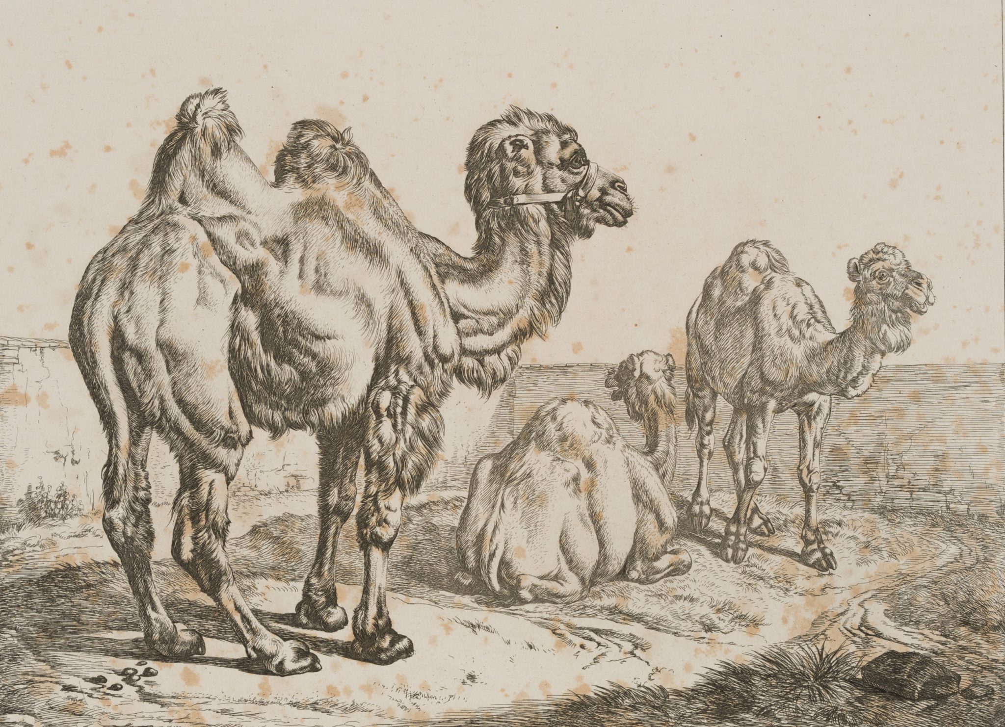 Dromedar und Kamel