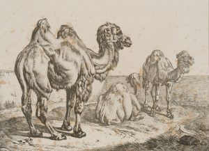 Dromedar und Kamel