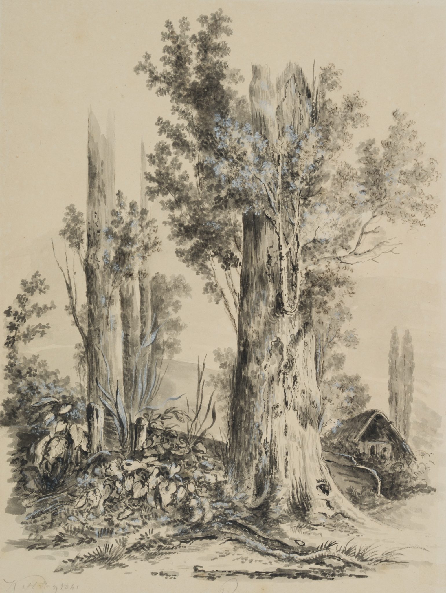 Baumstudie im Wald