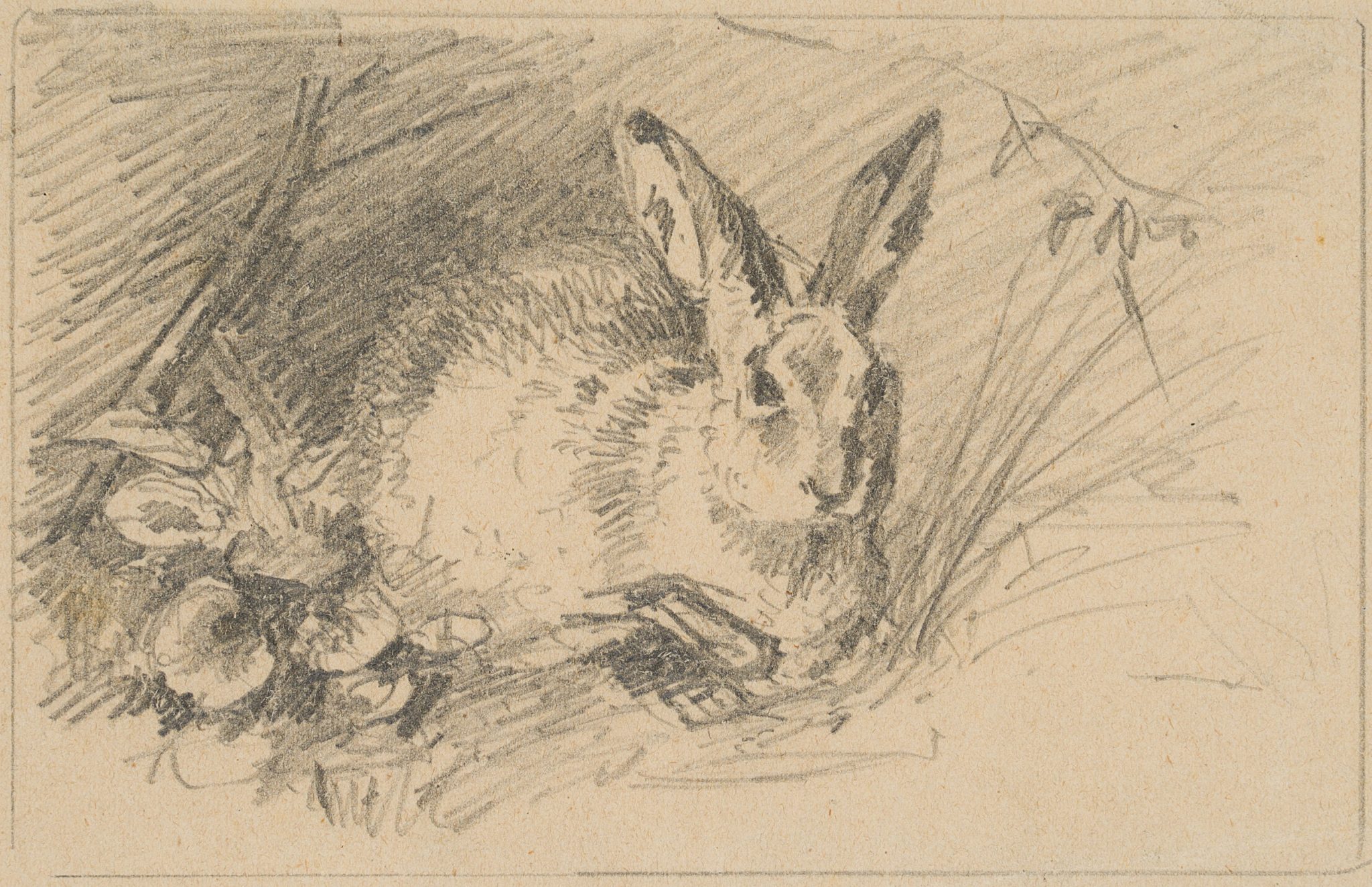 Hase im Gras