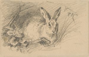 Hase im Gras
