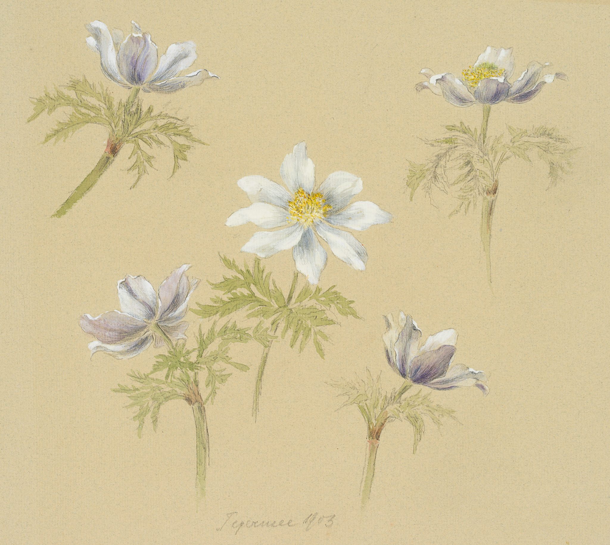 Botanisch, Weißer Silberwurz