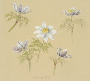 Botanisch, Weißer Silberwurz